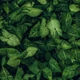 Виниловый фотофон 60x60см, Frontlit 450 г/м2 №550347 - изображение 1