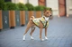 Курточка для собак WAUDOG Clothes малюнок Рік і Морті 3 M50 В 76-79 см С 55-61 см Yellow (0950-0282) - зображення 8