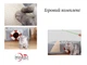 Будиночок для кота Smart Comfort Animals GX-97 оливковий ігровий комплекс Будиночок для кішки з секретним тунелем - зображення 4