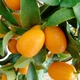 Цитрус Kumquat, горщик ⌀ 19, висота 55-60см - изображение 1