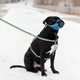 Шлея для собак Collar WAUDOG Nylon анатомическая c QR паспортом, рисунок "Colors of freedom" L (5160-4020Collar) - изображение 5