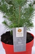 Сосна Пінія Pinus Silver Crest (висота 40-50см) - изображение 2