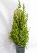 Ялина Glauca Conica, горщик ⌀19, висота 70-80см - изображение 1