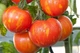Семена Томат Кабанята, 0,1 г (GL Seeds) - изображение 3