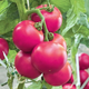 Насіння Томат Божественний, 0,1 г (GL Seeds) - зображення 2