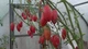 Семена Томат Карминные свечи, 0,1 г (GL Seeds) - изображение 4