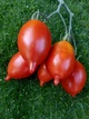 Семена Томат Королевский пингвин, 0,15 г (GL Seeds) - изображение 3