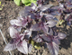 Насіння Суміш Кавказькі трави, 5 г (GL Seeds) - зображення 3