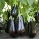 Насіння Баклажан Царська ікра, 0,5 г (GL Seeds) - зображення 3