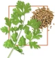 Насіння Суміш Середземноморські трави, 5 г (GL Seeds) - зображення 5