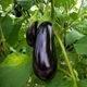 Насіння Баклажан Чорний опал, 0,5 г (GL Seeds) - зображення 4