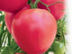 Насіння Томат Настенька, 0,15 р. (GL Seeds) - зображення 4