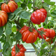 Насіння Томат Грибний лук, 0,15 г (GL Seeds) - зображення 6
