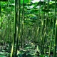 Семена промышленно-декоративной Павловнии 200шт. сорта Shan Tong - изображение 6