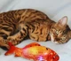 Іграшка для котів вібруюча плюшева USB електро риба з котячою м'ятою 30см помаранчева - зображення 1
