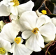 Насіння Бегонія Бада Бум F1, суміш, вічноквітуча, 20 шт (Syngenta Flowers) - зображення 4