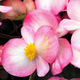 Насіння Бегонія Бада Бум F1, суміш, вічноквітуча, 20 шт (Syngenta Flowers) - зображення 8
