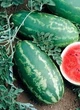 Семена Арбуз Роял Маджести 5г GL Seeds - изображение 2