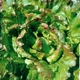 насіння Салат Маравілла 0,5г Hortus - зображення 2