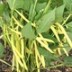 семена Фасоль спаржевая Бергольд 30г Hortus - изображение 2