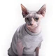 Майка для кота или кошки без рукава Style Pets Martin Gray M - изображение 2