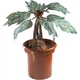Іграшка плюшева The Noble Collection HARRY POTTER Mandrake Collector Plush electronic (Гаррі Поттер) NN7506 - зображення 1