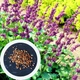 Шавлія мутовчаста насіння (20 шт) (Salvia verticillata) сальвія бузкова кільчаста криничник - зображення 1