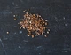 Шавлія мутовчаста насіння (20 шт) (Salvia verticillata) сальвія бузкова кільчаста криничник - зображення 3
