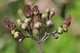Норічник насіння (0,1 г близько 1000 шт) (Scrophularia nodosa) - зображення 2