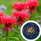 Монарда двійчаста насіння 0,05 гр (прибл. 100 шт) (Monarda didyma) багаторічна м'ята бергамот червона рута - зображення 2