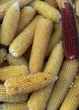 Кукурудза попкорн насіння 20 грам близько 100 шт - зображення 4
