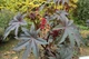 Кліщивина насіння (20 шт) (Ricinus commúnis) рицина звичайна боби рицинові - зображення 6