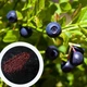 Чорниця насіння (0,1 г прибл 400 шт) (Vaccenium myrtillus) звичайна європейська лохина борівка чорничник - зображення 2