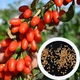 Ягода годжі насіння 20 штук - зображення 3