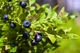 Чорниця насіння (0,1 г прибл 400 шт) (Vaccenium myrtillus) звичайна європейська лохина борівка чорничник - зображення 3