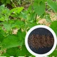 Котовник насіння 0,1 грами (прибл. 100 шт) (Népeta catária) котяча м'ята - зображення 2