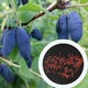 Жимолость їстівна насіння 0,1 г (прибл. 50 шт) - зображення 1