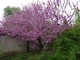 Церцис канадський насіння (10 шт) (Cercis canadensis) східний червонолистий - зображення 2