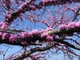 Церцис канадський насіння (10 шт) (Cercis canadensis) східний червонолистий - зображення 3