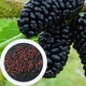 Шовковиця чорна насіння 0,1 г (прибл. 50 шт) - зображення 1