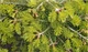 Ялиця Нордмана насіння (2,5 г прибл. 40 шт) (Abies nordmanniana) пихта кавказська - зображення 3