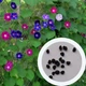 Ірга канадська насіння 0,25 г (прибл. 30 шт) (Amelanchier canadensis) їстівна морозостійка - зображення 3