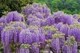 Глициния семена 10 шт (Wisteria) вистерия - изображение 2