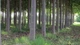 Павловния Шан Тонг семена (около 1000 шт) (Paulownia Shan Tong) морозостойкая для древесины быстроростущая - изображение 4