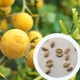 Понцирус лимон семена (20 шт) (Poncirus trifoliata) трифолиат дикий морозостойкий японский апельсин - изображение 1