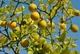 Понцирус лимон семена (20 шт) (Poncirus trifoliata) трифолиат дикий морозостойкий японский апельсин - изображение 2
