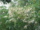 Софора японська насіння (20 шт) (Styphnolobium japonicum) стіфнолобій японська акація медонос - зображення 5
