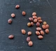 Церцис європейський насіння (10 шт) (Cercis siliquastrum) багряник іудино дерево - зображення 4
