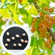 Гинкго билоба семена (10 шт) (Ginkgo biloba) гинко двулопастный гинго - изображение 1