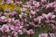 Магнолия Суланжа семена (10 шт) (Magnolia soulangeana) розовая морозостойкая - изображение 2